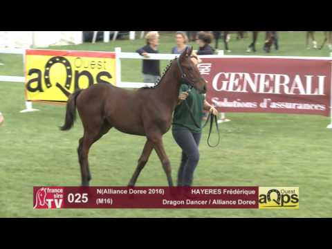 Show AQPS Le Lion 2016 : Lot 25 - N(Alliance Doree 2016)