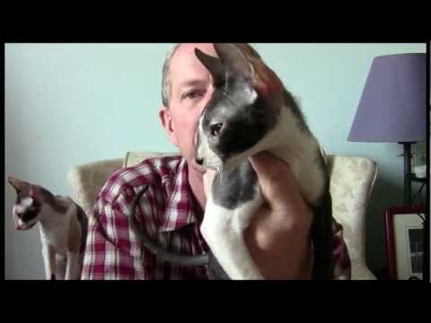 Rexclusive's Alphonse Capone aka Alfie a Cornish Rex cat