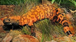 15 Venomous Varmints