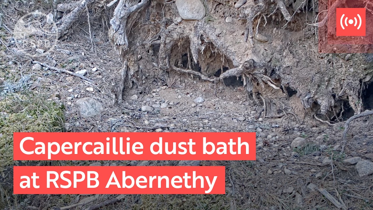 Live webcam view of Capercaillie Dust Bath at Abernethy