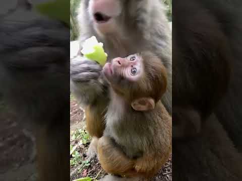 #monkeyeating  #DanceMonkey / #FunnyMonkey /  #FunnyMonkey / #dancemonkey  Ept:191