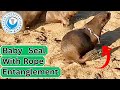 Baby Seal With Rope Entanglement