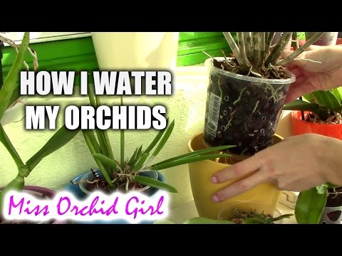 How I water my orchid collection - my new, safer watering routine