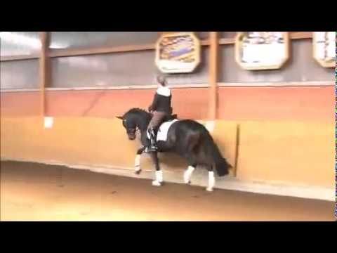 2011 FEI Potential Dressage Mare