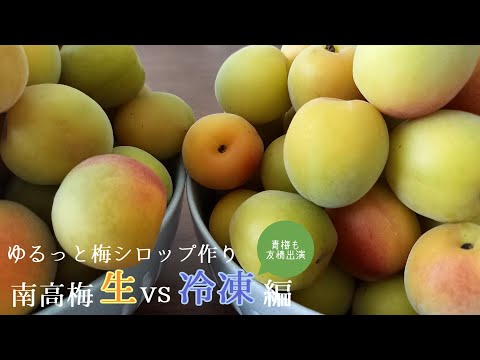 ［梅シロップ］冷凍したほうがいいの？｜ゆる～く手作り　生梅vs冷凍梅編