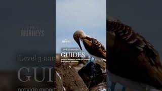 VIP Journeys offers small ship cruises through the extraordinary Galapagos Islands.