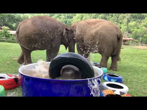 It's such a great fun for baby Wan Mai to play under the protection from mother and nanny.