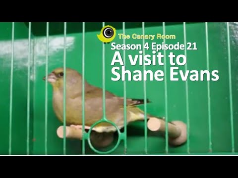 , title : 'The Canary Room - A Visit to Shane Evans of Direct Bird Products'