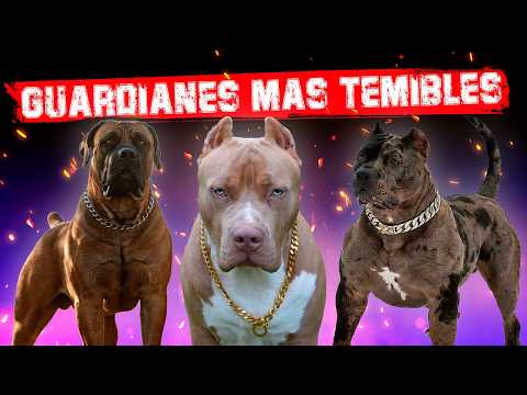 😨 Los 10 Perros Guardianes mas temibles del planeta