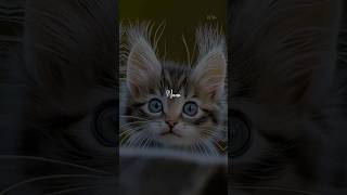 Download lagu Paakkatha🙄 Paakkatha🫣 Ippadi🤪#Kutheeti#lyrics_whatsapp_status#shotsfeed#shorts#ytviral#ytshort#love# mp3 Download lagu Paakkatha🙄 Paakkatha🫣 Ippadi🤪#Kutheeti#lyrics_whatsapp_status#shotsfeed#shorts#ytviral#ytshort#love# mp3