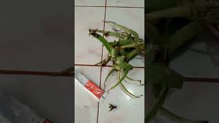 Download lagu AMPUH ATASI SENGATAN TAWON #short #tawonvespa #tawon mp3 Download lagu AMPUH ATASI SENGATAN TAWON #short #tawonvespa #tawon mp3