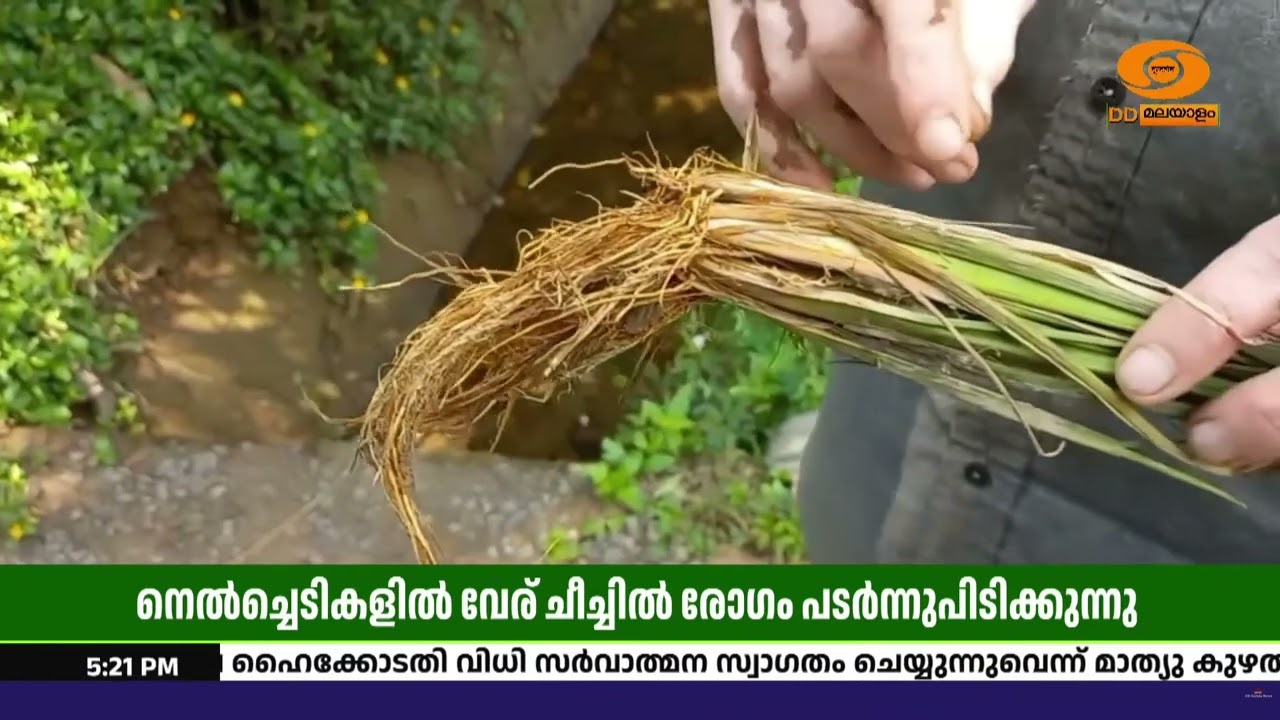 മാനന്തവാടിയിൽ നെൽച്ചെടികൾക്ക് വേര് ചീച്ചിൽ രോഗം; ആ?