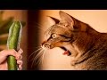 Cats Scared Of Cucumbers Compilation Cats Vs Cucumbers Funny Cats