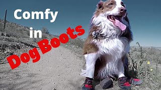 Download lagu How to Get Your Dog Used to Dog Boots mp3 Download lagu How to Get Your Dog Used to Dog Boots mp3