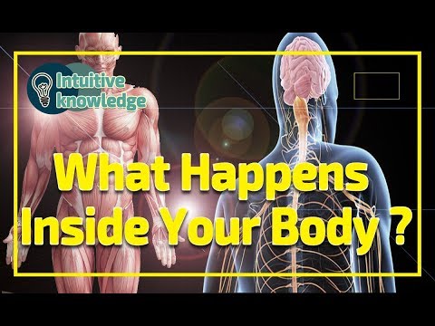 What Happens Inside Your Body ?  Human Body Systems