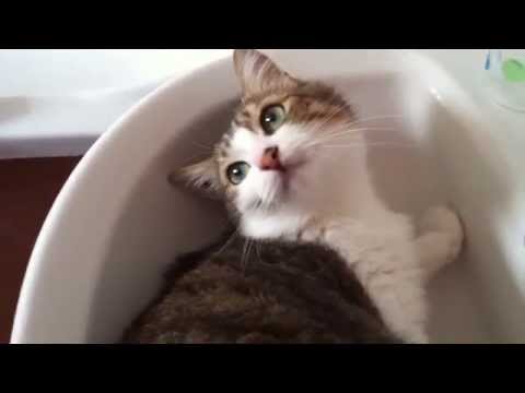 comment nettoyer un chat qui n'aime pas l'eau