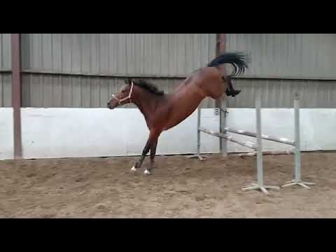 3y Maracaibo (v. Pilothago x Rash R), 2020.