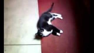 Video from My Phone