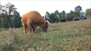 Thistle Do Farm | Hamish and Kyloe  