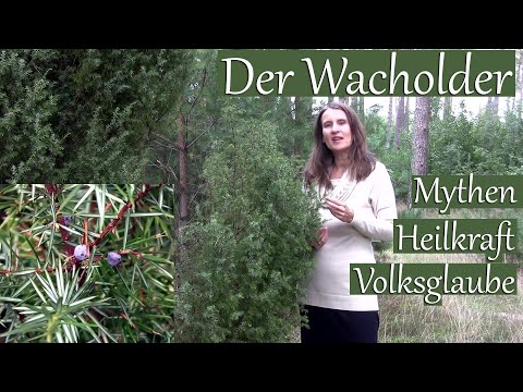 Der Wacholder: Heilkraft, Mythen, Volksglaube