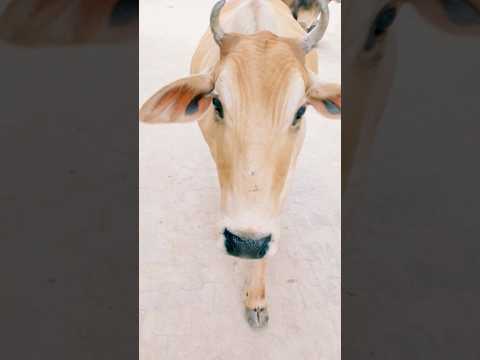 Animal funny sounds #funny #cow #cowsound #ytshorts #goat #goatsound #shorts #cat #catsounds #animal