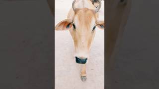 Animal funny sounds #funny #cow #cowsound #ytshorts #goat #goatsound #shorts #cat #catsounds #animal