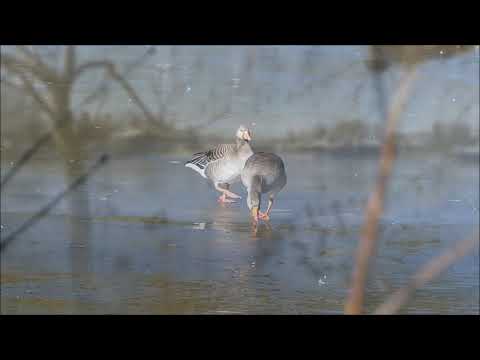 2021 02 13   Patinoire pour les canards, oies, etc...