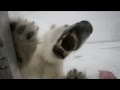 Incredible Footage Of Cameraman And Hungry Polar Bear