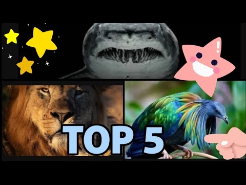 TOP 5 VIDEOS FOR 2023 - 😉🔝👌❤️