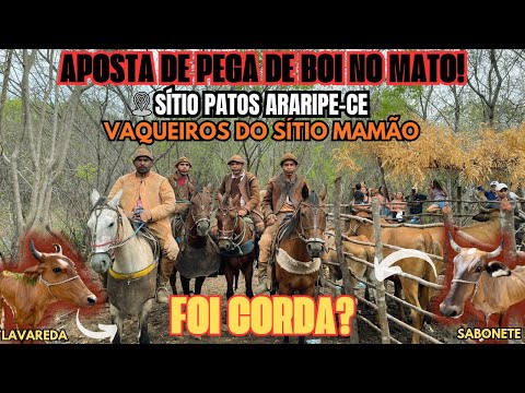 APOSTA DE PEGA DE BOI NO MATO SÍTIO PATOS ARARIPE-CE (VAQUEIROS DO SÍTIO MAMÃO SANTANA DO CARIRI)