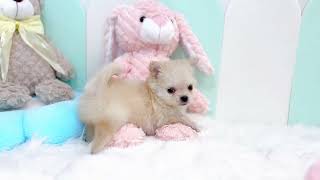 ハーフ犬の動画01