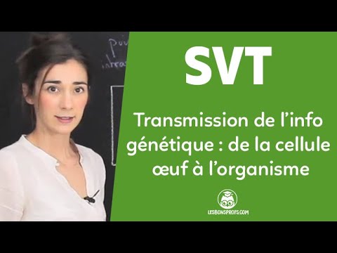 Transmission de l'information génétique : de la cellule œuf à l'organisme