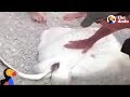 Sting Ray Caught On Fishing Line Gives Birth The Dodo