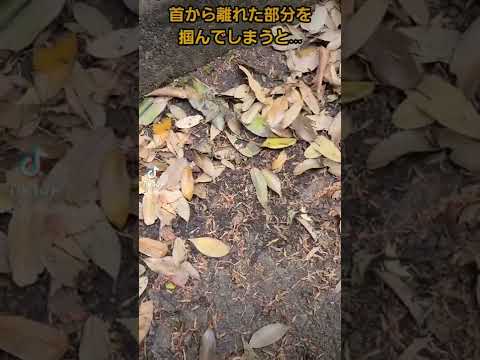 天然マムシ忌避剤自家製ニンニク煎じ薬