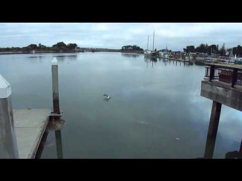 Sony Cyber-Shot DSC-H70 Video Test & Eureka, CA
