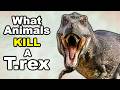 5 Animals that could KILL a T.rex