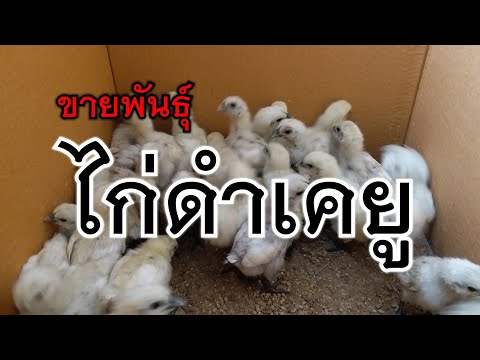 ขายลูกไก่ดำเคยูภูพาน พันธุ์ไก่เคยูภูพาน ราคาถูก เลี้ยงง่าย โตไว จัดส่งทั่วประเทศ