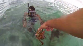 preview picture of video 'how to catch an octopus in mauritius island september 2013'