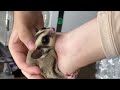 フクロモモンガのYouTubeサムネイル画像