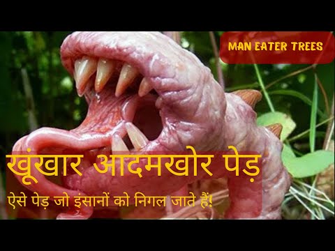 scary stories: ऐसे पेड़ जो इंसानों को निगल जाते हैं!#scarystories #ytvideos #viralvideos #viral