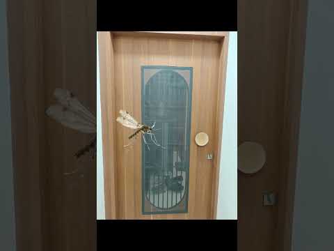 Walcrow Mosquito Net