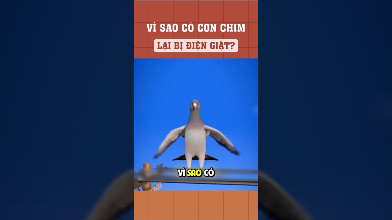 Vì sao có những con chim lại bị điện giật trên dây điện?