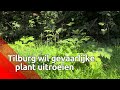 Gemeente Tilburg zet grof geschut in tegen de gevaarlijke reuzenberenklauw