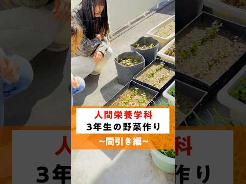 【人間栄養学科】文教農園 #003【間引き編】  #畑  #広島
