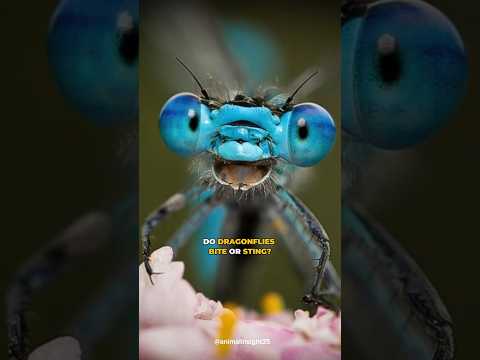 Do Dragonflies Bite or Sting?