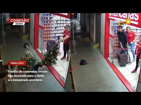 Vídeo: Família de caramelos invade loja decorada para o Natal e o inesperado acontece.