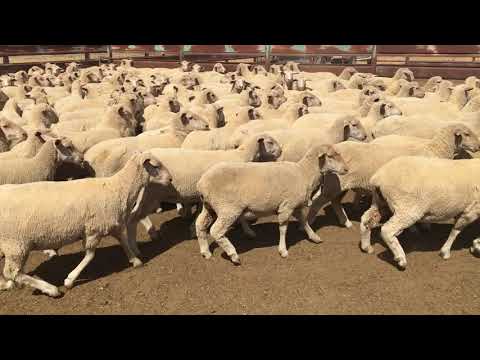 Deniliquin Store Sheep Sale 15/01/2021