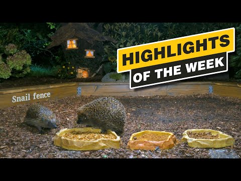 Highlights Of The Week - September 2024 - Week 36 🌻