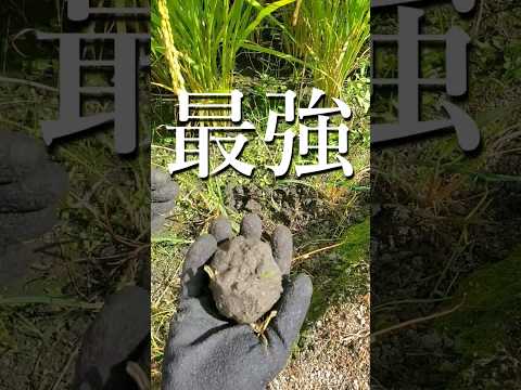 急いで知っておくべき堆肥に入れてはいけない14のこと  庭園