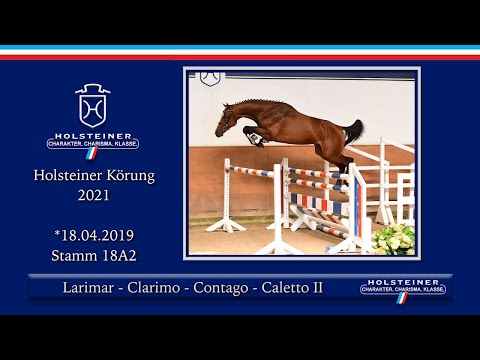 Holsteiner Körlot 2021 | Nr. 46 v. Larimar - Clarimo - Contago - Caletto II
